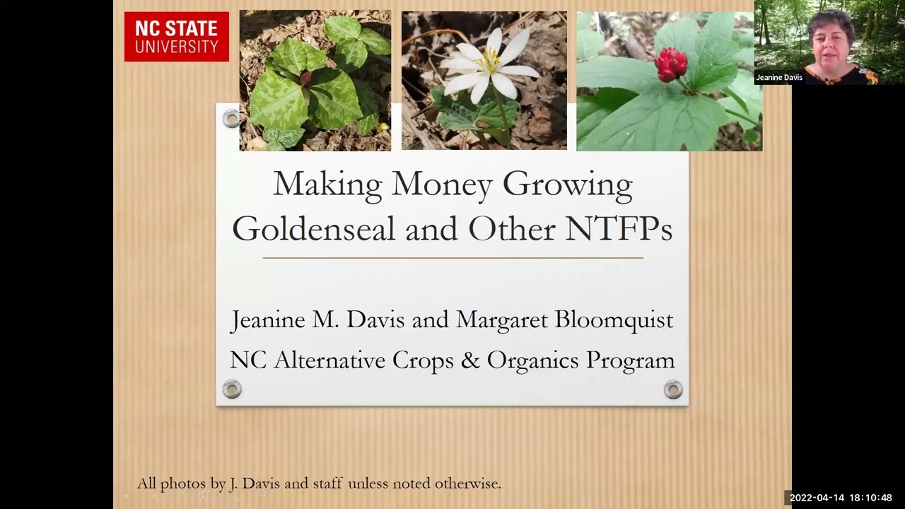 Forest Farming in Focus - Webinar Series # 5: Making money growing Goldenseal and Other NTFPs