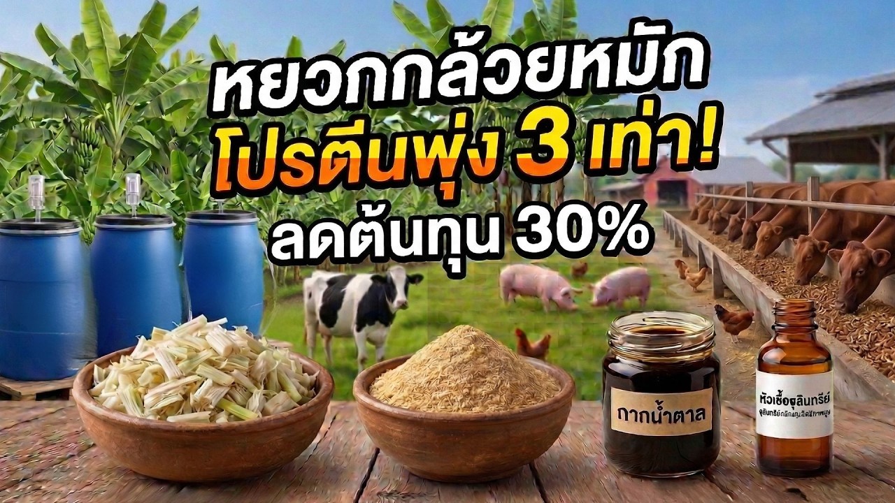 เพิ่มโปรตีน 3 เท่า! 📌หมัก 'หยวกกล้วย' ด้วยจุลินทรีย์ สัตว์โตไว ลำไส้ดี ประหยัดค่าอาหาร 30%