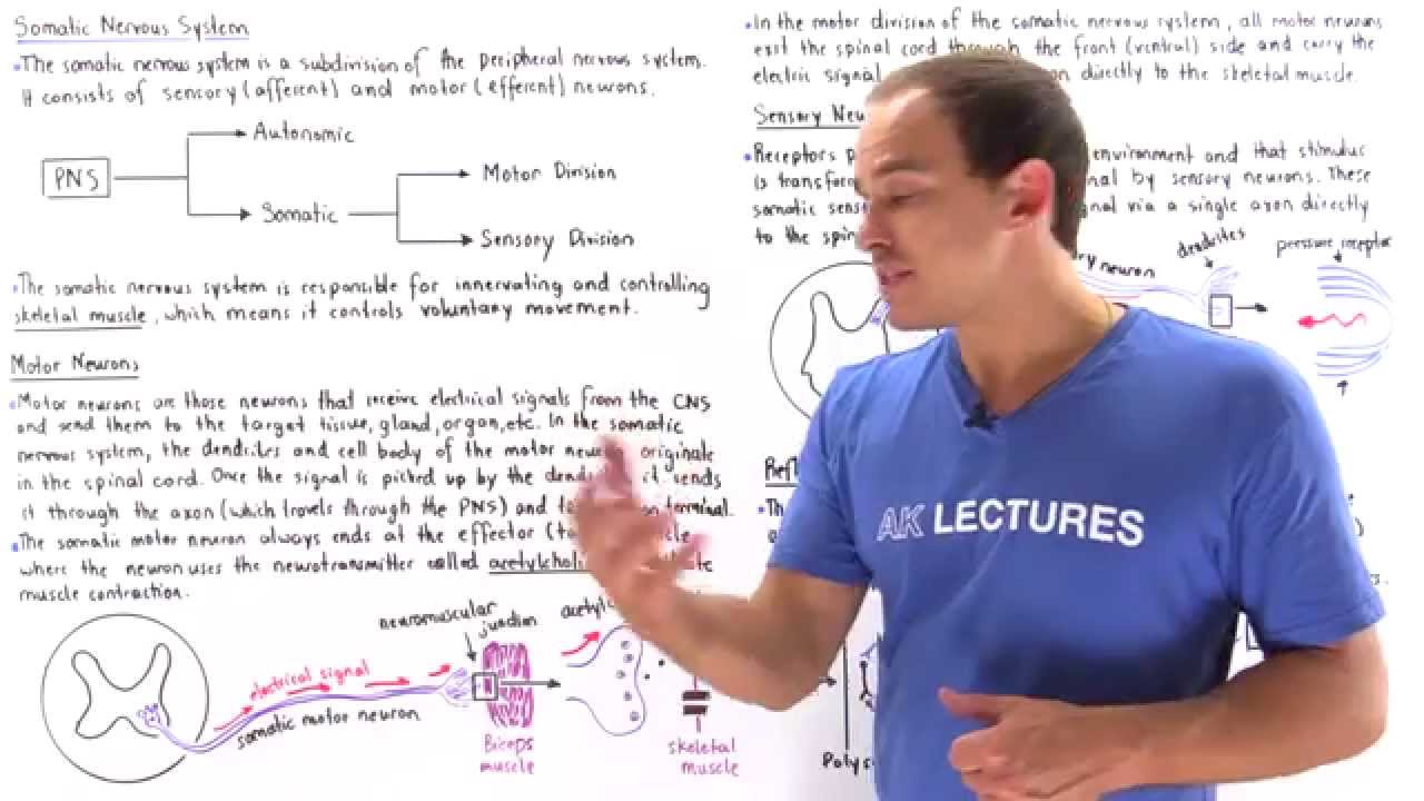 Somatic Nervous System