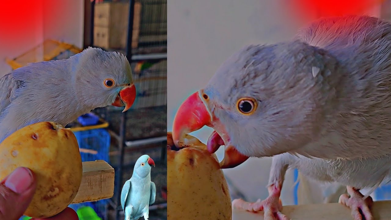 Blue Ringneck parrot eating & angry mood🔥🦜#parrot 