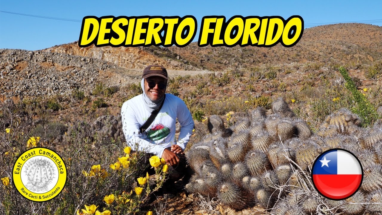 Un fenómeno inolvidable en el desierto más seco del mundo, El Atacama 🇨🇱