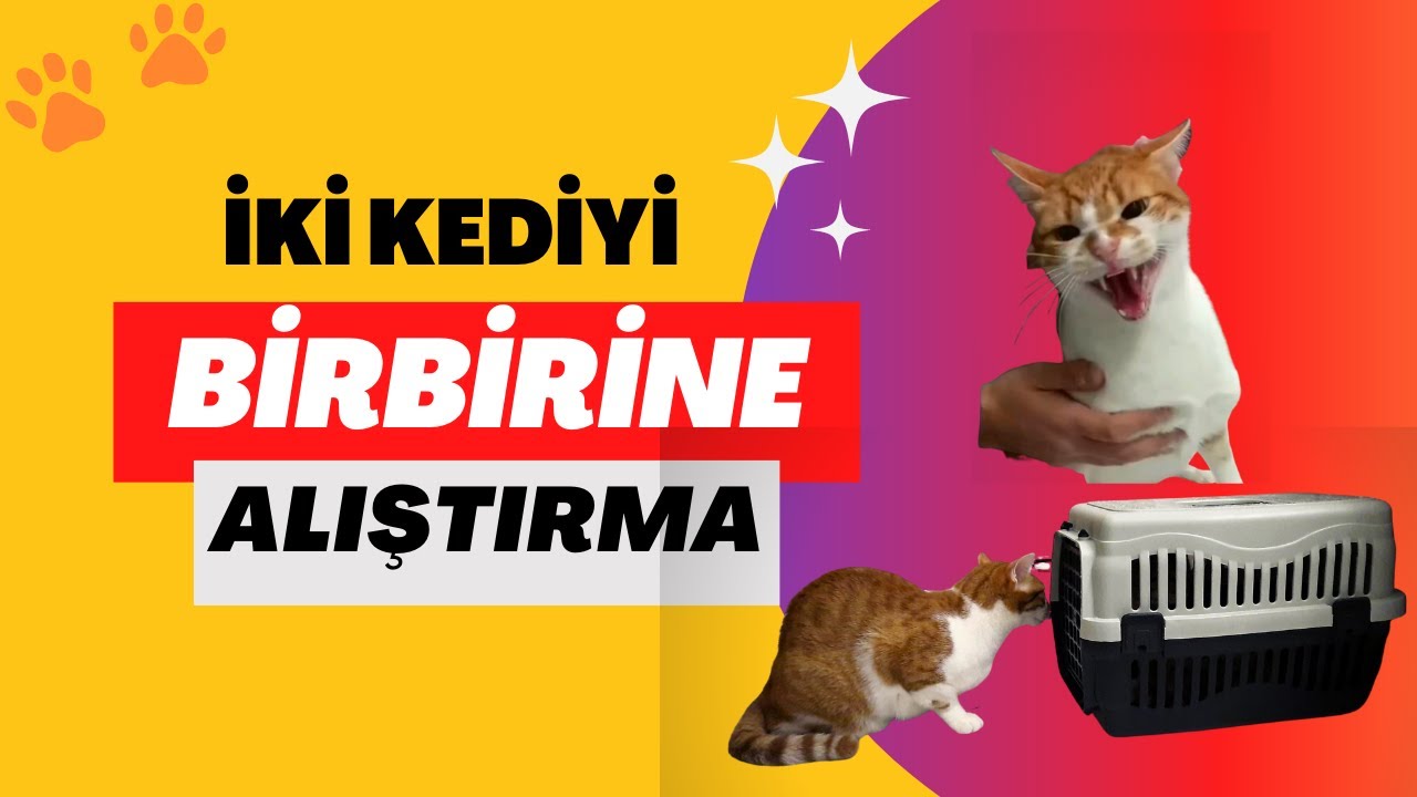 İKİ KEDİYİ BİRBİRİNE ALIŞTIRMA (Yeni Kedi Sahipleneceklere Altın Bilgiler)