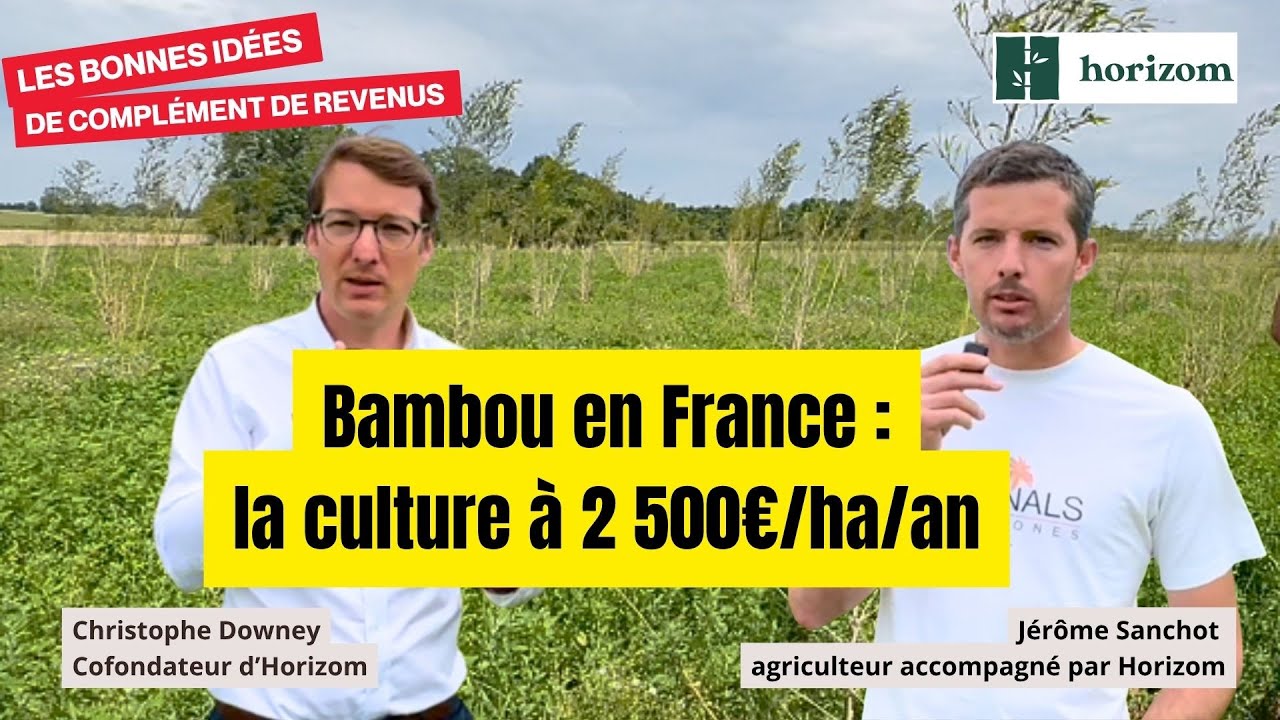 🎋 Bambou en France : la diversification qui rapporte et sécurise sa trésorerie