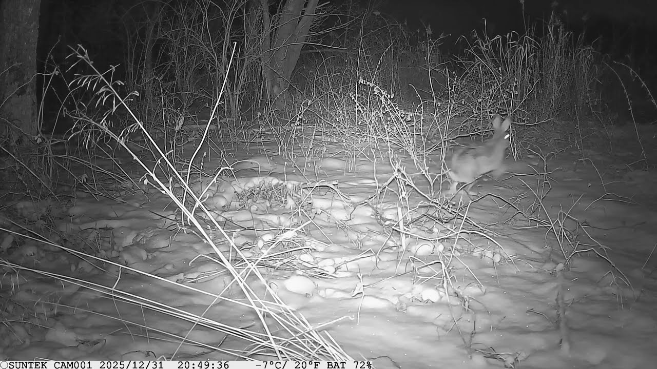 Заєць та лис! Фотопастка HC-801A! 