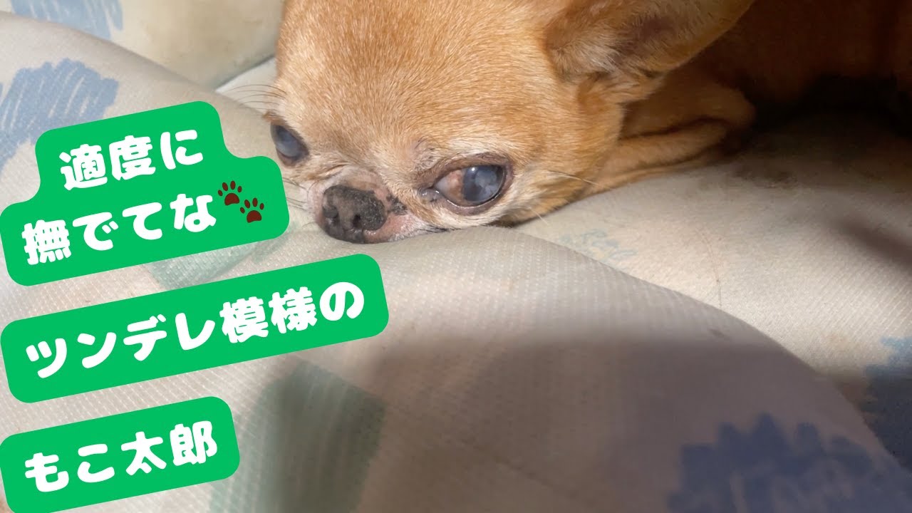 [もこ太郎mocotaro]  名前を呼んだら甘えてきて、満足したら寝る犬‐He wants pets… then tells me to go away 😂 | Tsundere Chihuahua