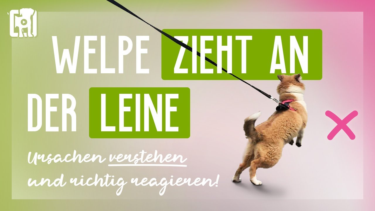 Welpe zieht an Leine - Ursachen verstehen und richtig reagieren!