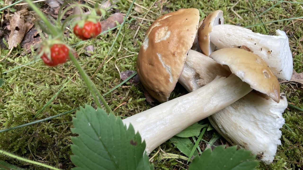 Mushroom Hunting Northern Michigan In July