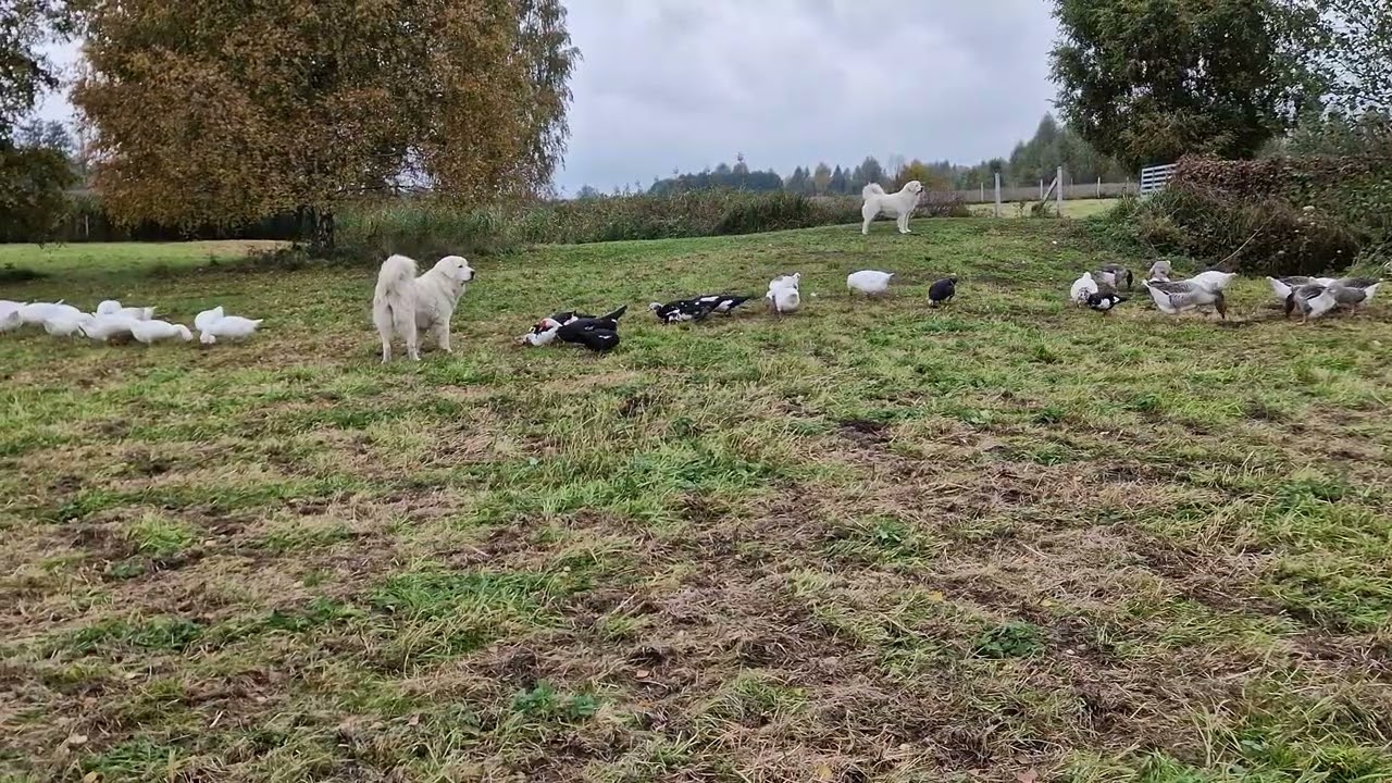 Owczarki podhalańskie pilnują gęsi. Gospodarstwo Wichrowy Rozłóg.