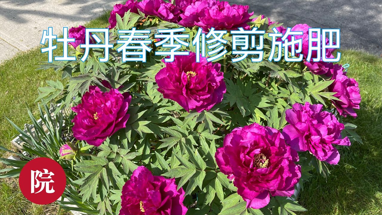 【彬彬有院】花 •883牡丹春季施肥修剪//如何在春季养护牡丹？和大家分享一下我的经验