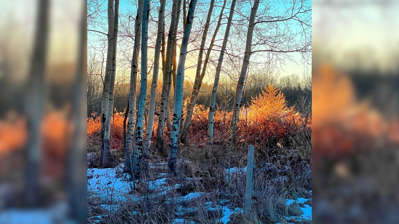 Painting a Golden Winter Morning | Mastering Backlighting & Warm Shadows | LIVE Paint-Along