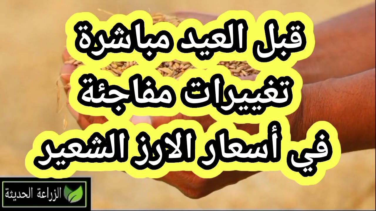 🔥 قبل العيد مباشرة.. تغييرات مفاجئة في أسعار الارز الشعير
