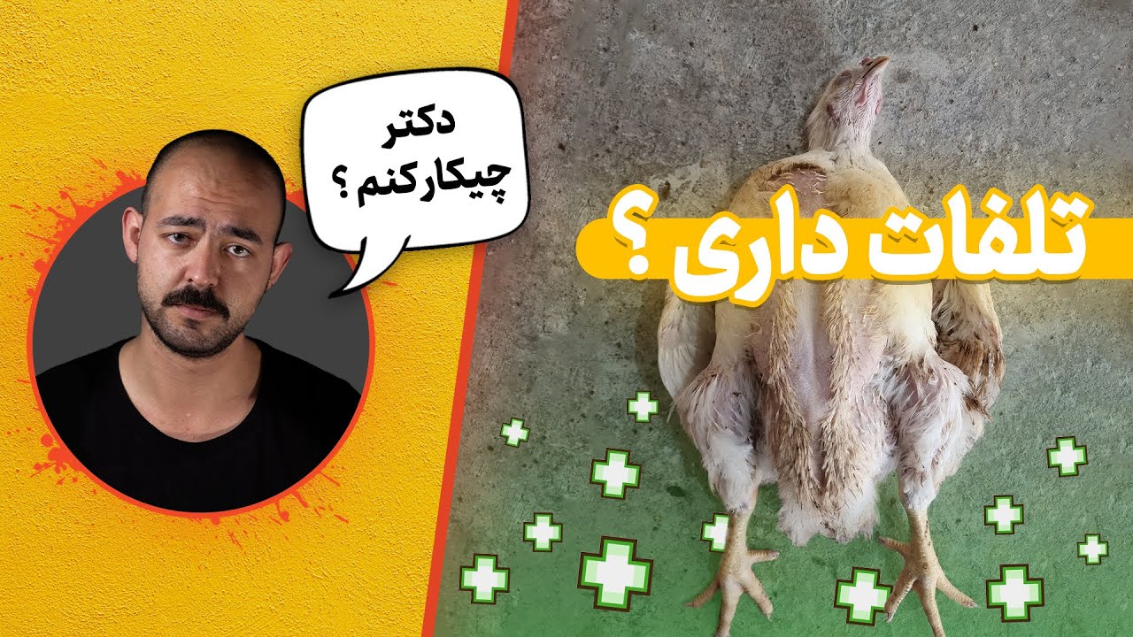 نکات مهم بعد از بیماری در پرورش مرغ گوشتی