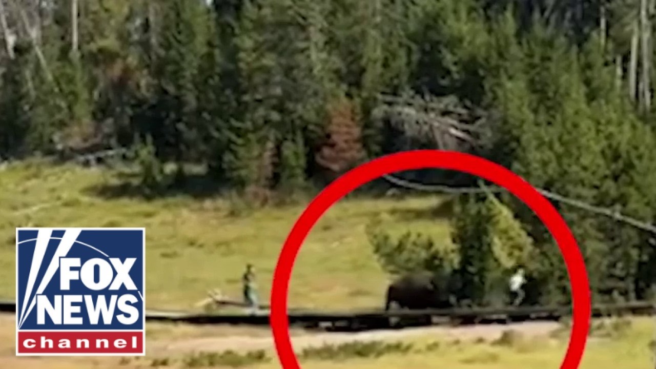 TERRIFYING moment bison charges child at Yellowstone