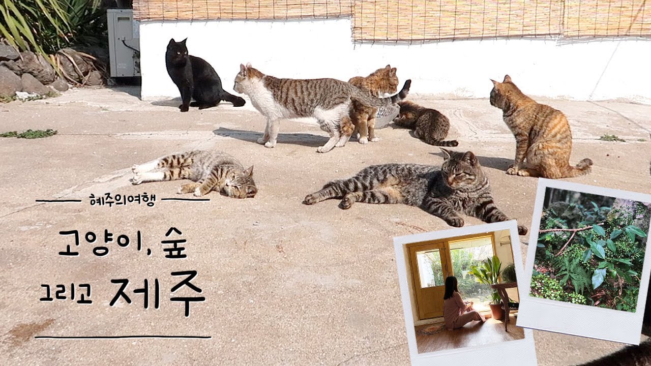 마당에 고양이가 가득한 제주도 민박집💕 힐링 끝판왕 제주여행