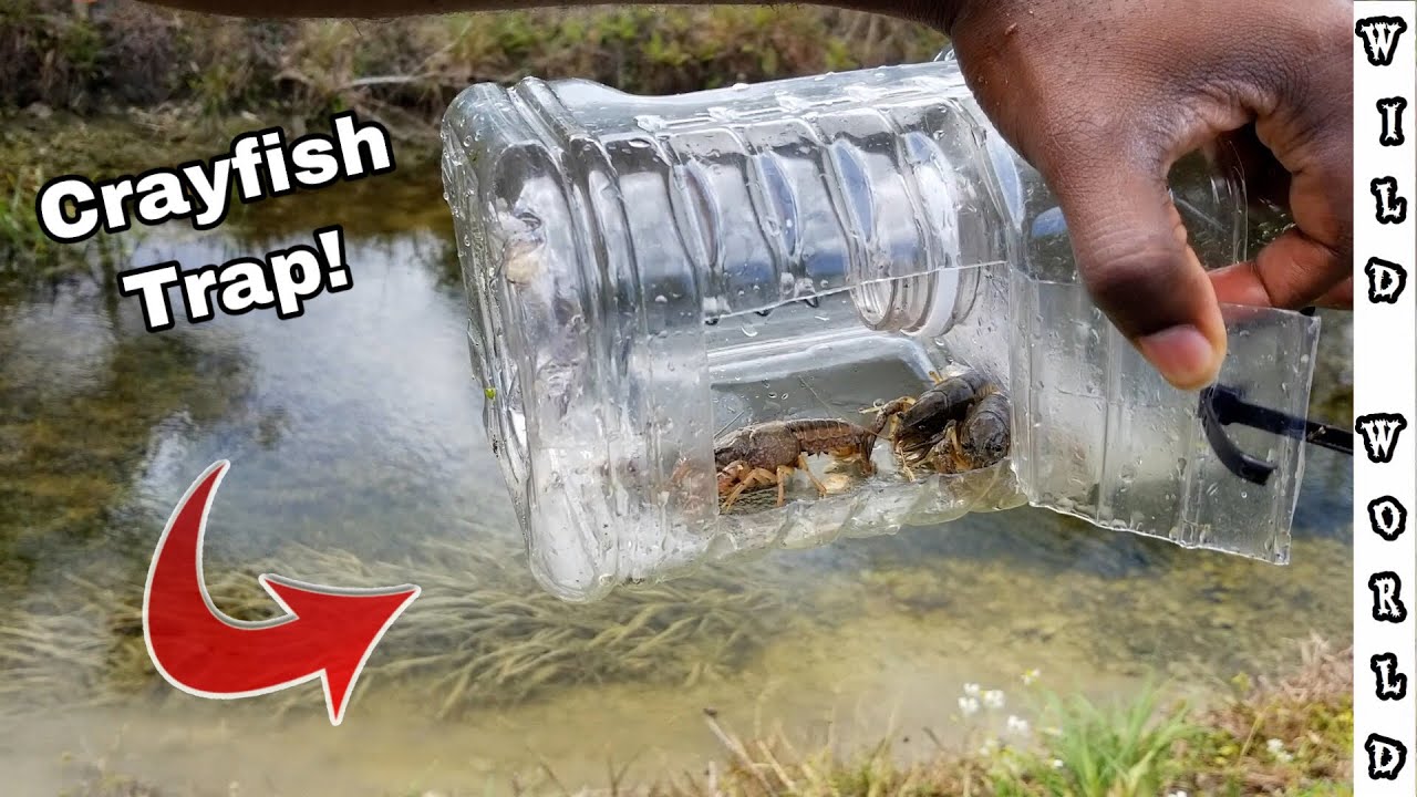 DIY* Crayfish Trap! Step by Step Instructions!