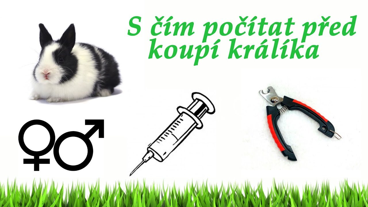 S čím počítat před koupí zakrslého králíka| BGP