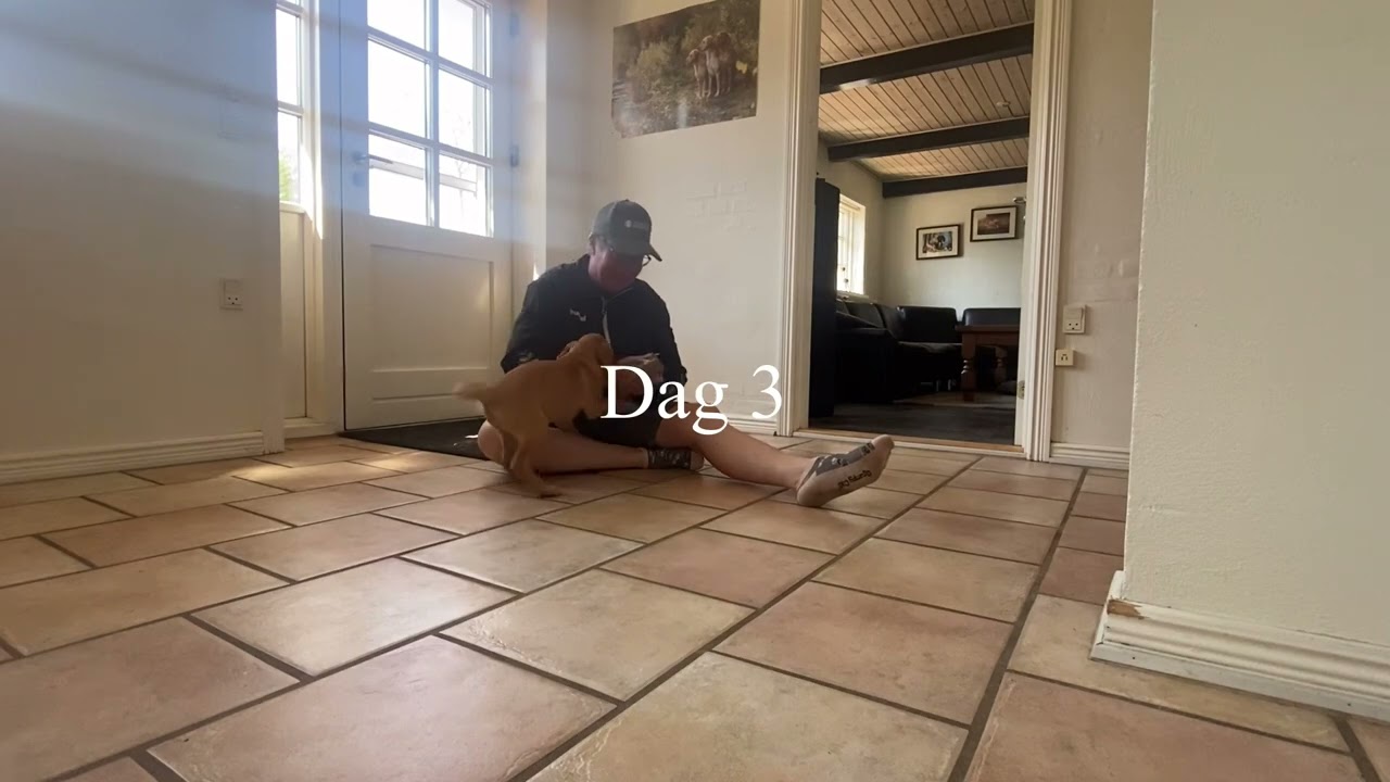 Positiv jagthundetræning. Shine apportering dag 2 & 3
