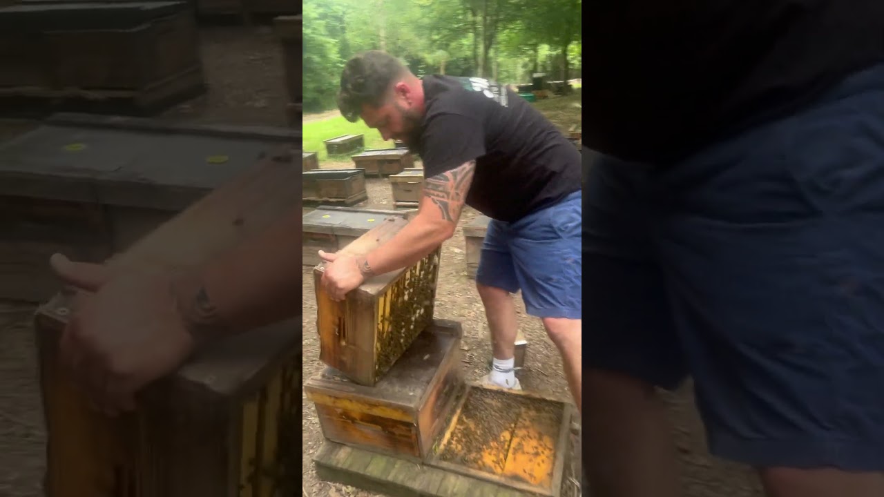 Quick Beehive Inspection Check #bees #beekeeping #beehive #honeybees #savethebees #beekeeper #bee