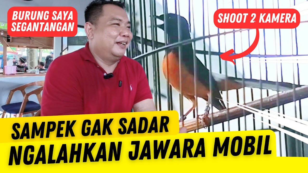Dari Latberan Kalahkan Jawara Mobil ‼️ Murai Singo Ludro Dapet Motor di Ngobar Gagak Sakti
