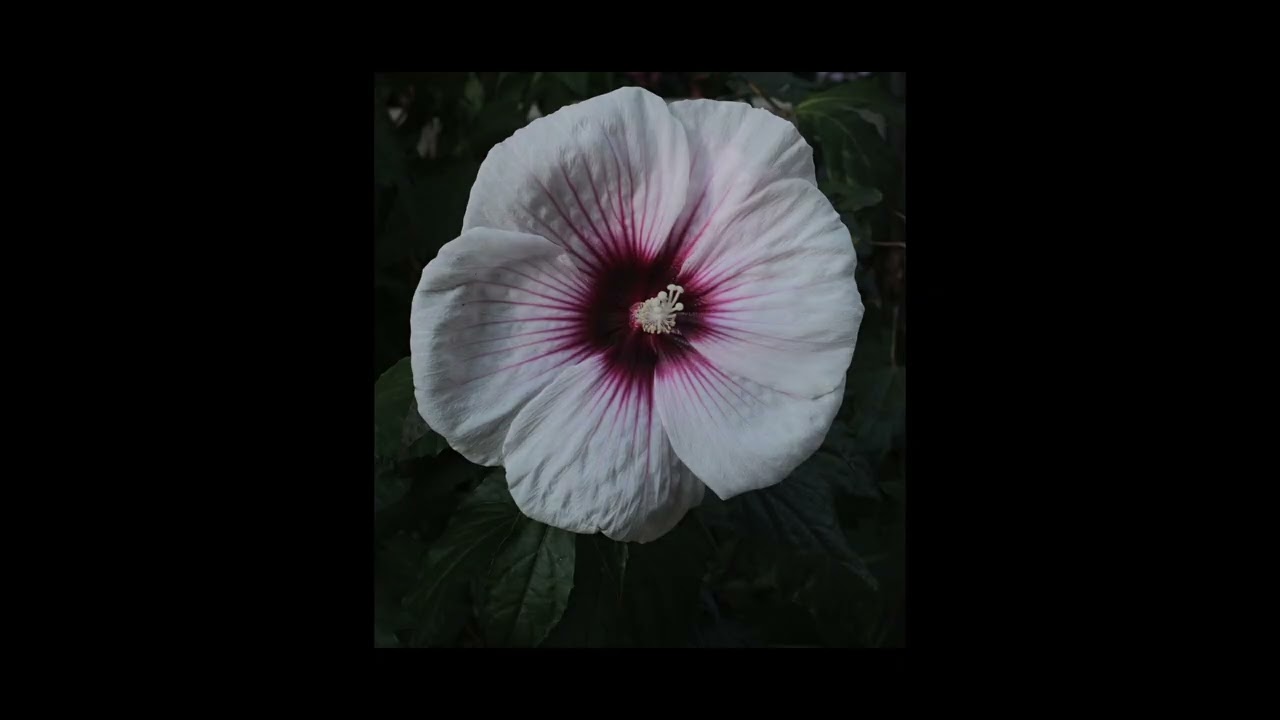 Whistling into VCV Rack Modules for Haunting Sounds