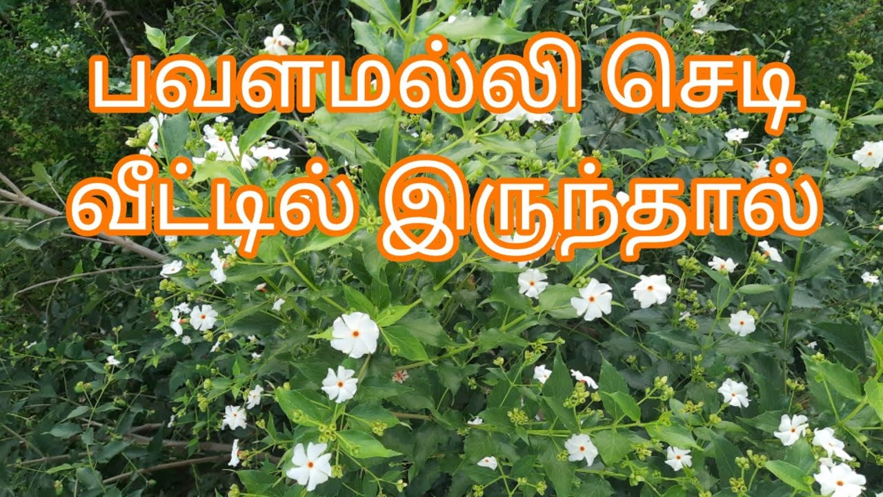 Pavala Malli All Benefits /Night Jasmine Benefits /Maadi Thottam