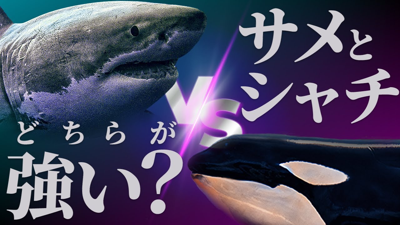 ホホジロザメVSシャチの壮絶バトル？海のハンター最強はどちらなのか？違いや共通点を徹底比較！
