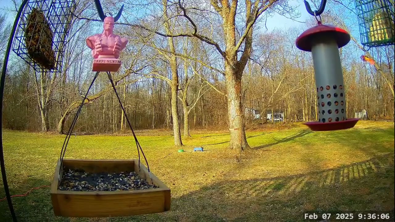 Winter Bird, Deer & Critter Cam