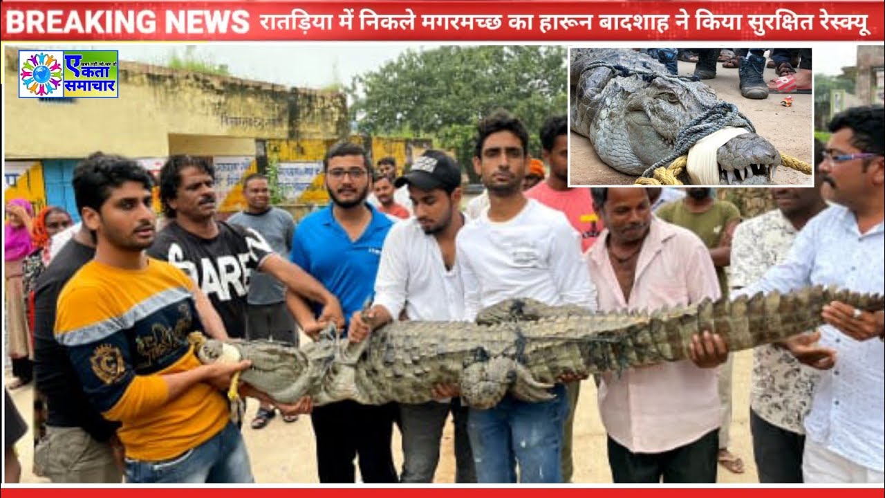 रातड़िया में निकला 9 फिट लंबा व 110 किलो वजनी मगरमच्छ, हारून बादशाह ने रेस्क्यू ऑपरेशन चलाकर पकड़ा।