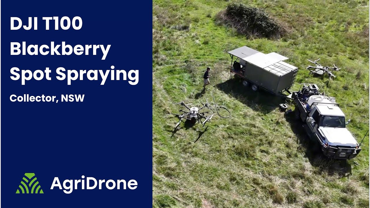 DJI Agras T100 Spot Spraying Demo | Blackberries in Hill Country | AgriDrone Australia