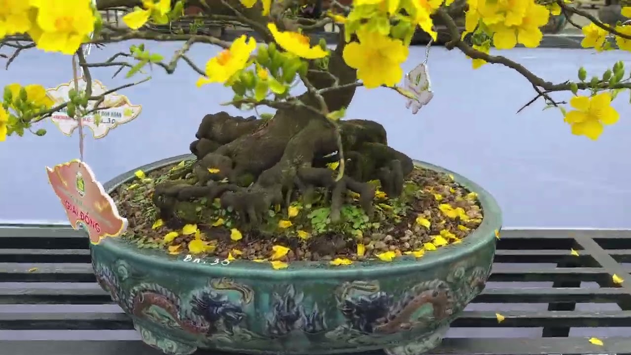 Hội thi mai tại Huế 9/2/2026 P1