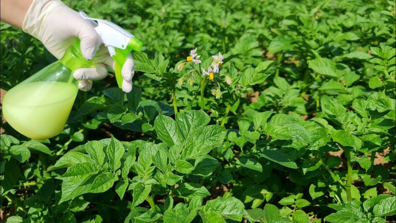 Своевременно остановить фитофтороз картофеля и появление ложной мучнистой росы на картофеле