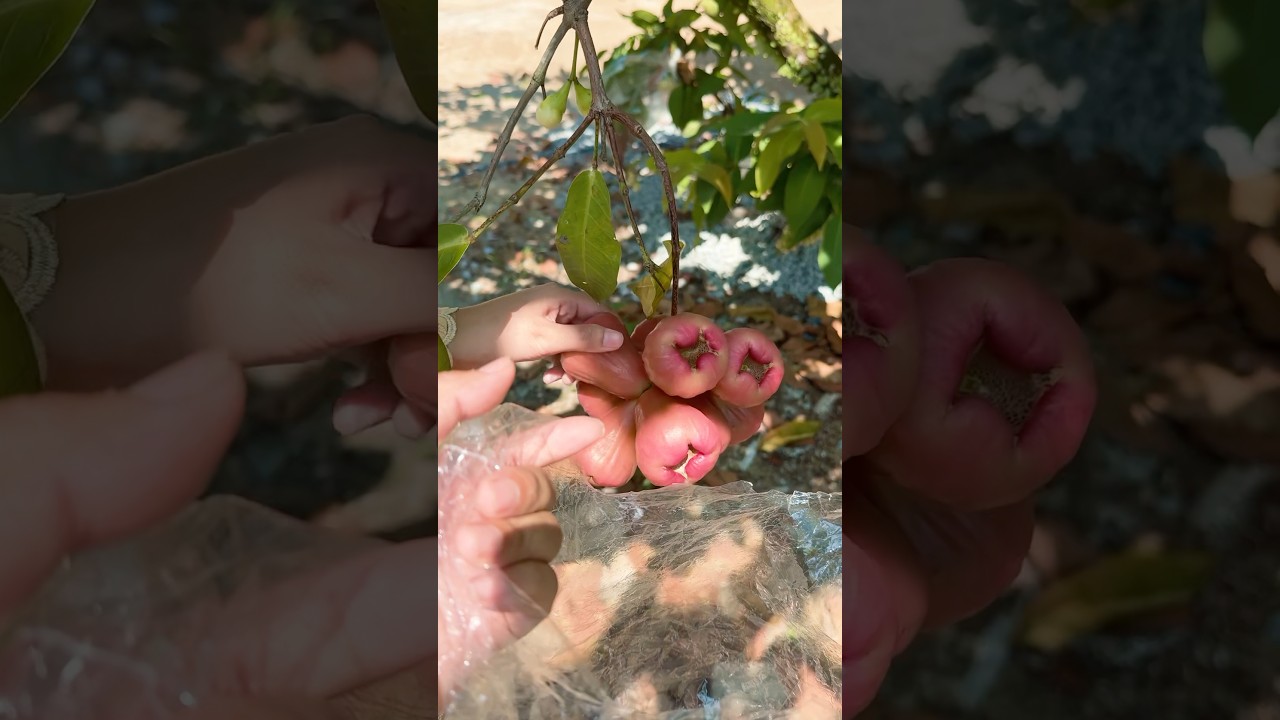 Buah Jambu Air