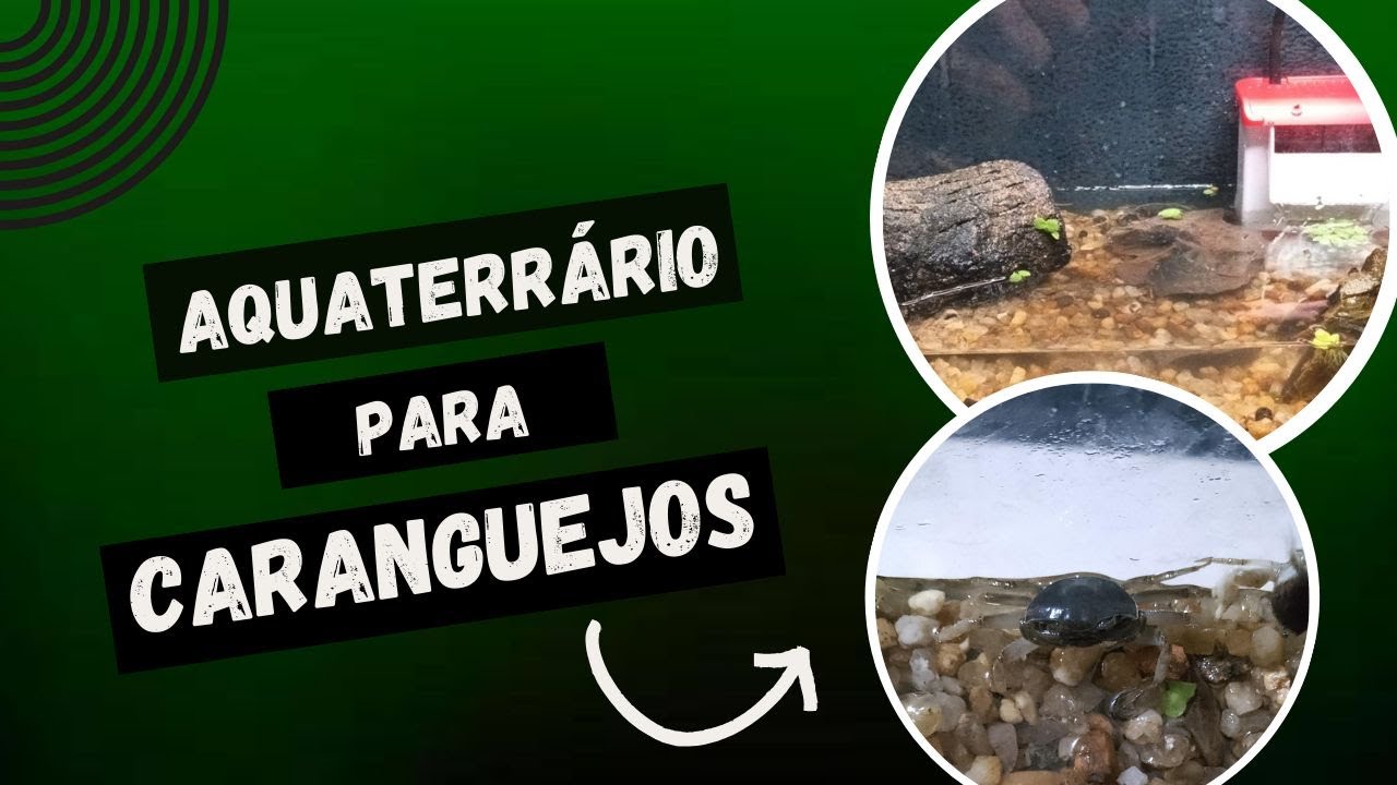 Montando um Aquário básico para o caranguejo violinista/chama maré