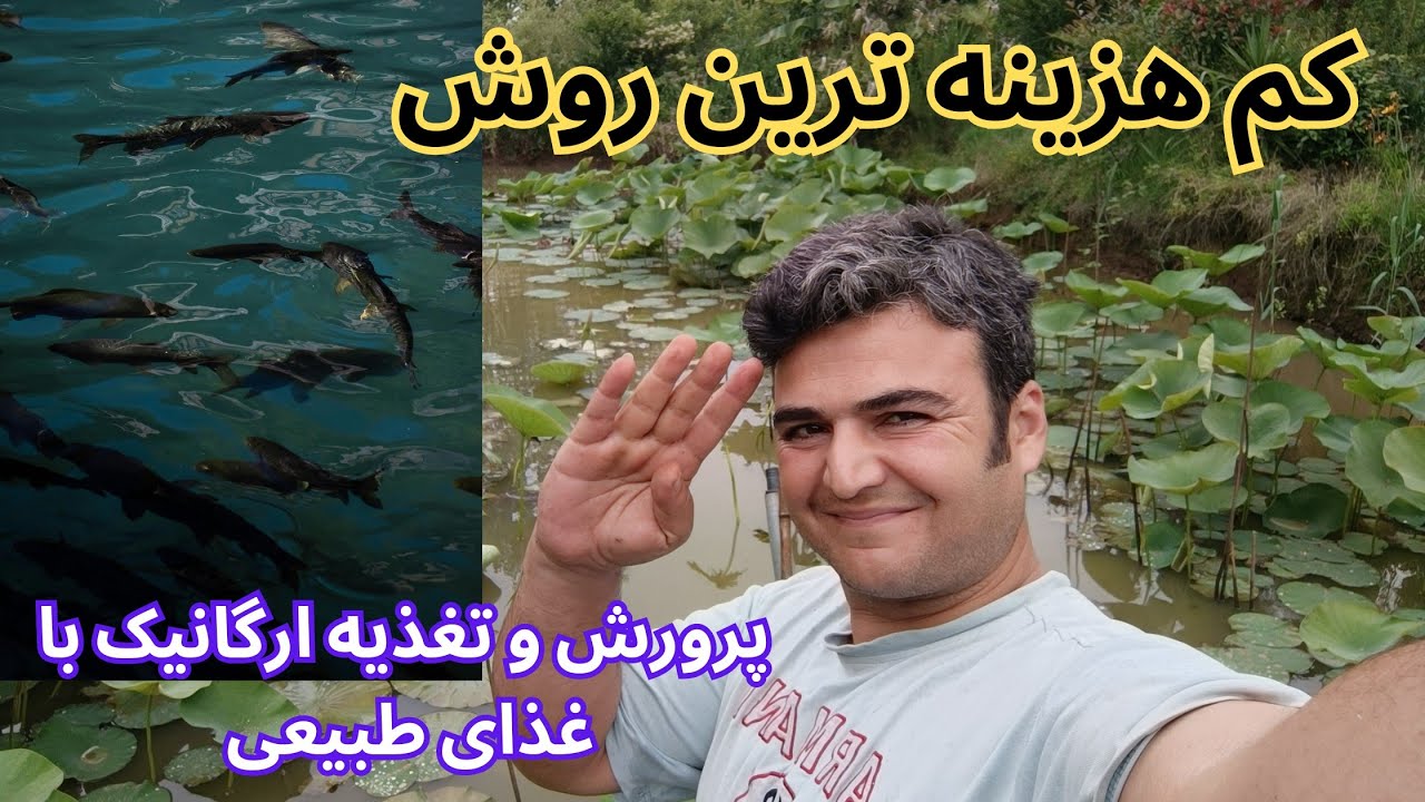 پرورش ماهی در برکه خاکی به عنوان ذخیره اب کشاورزی و درآمد مناسب برای خانواده