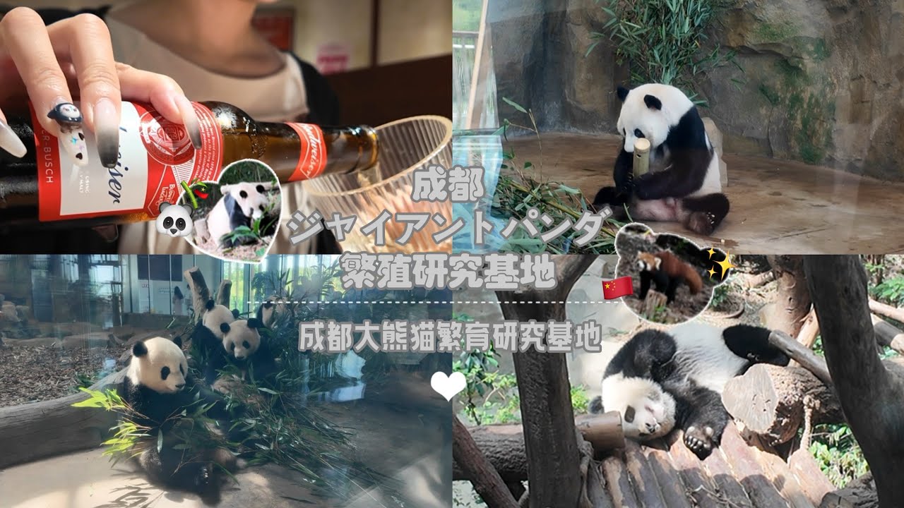 【中国成都】ジャイアントパンダ繁殖研究基地に行ったら癒されすぎた🐼🤍