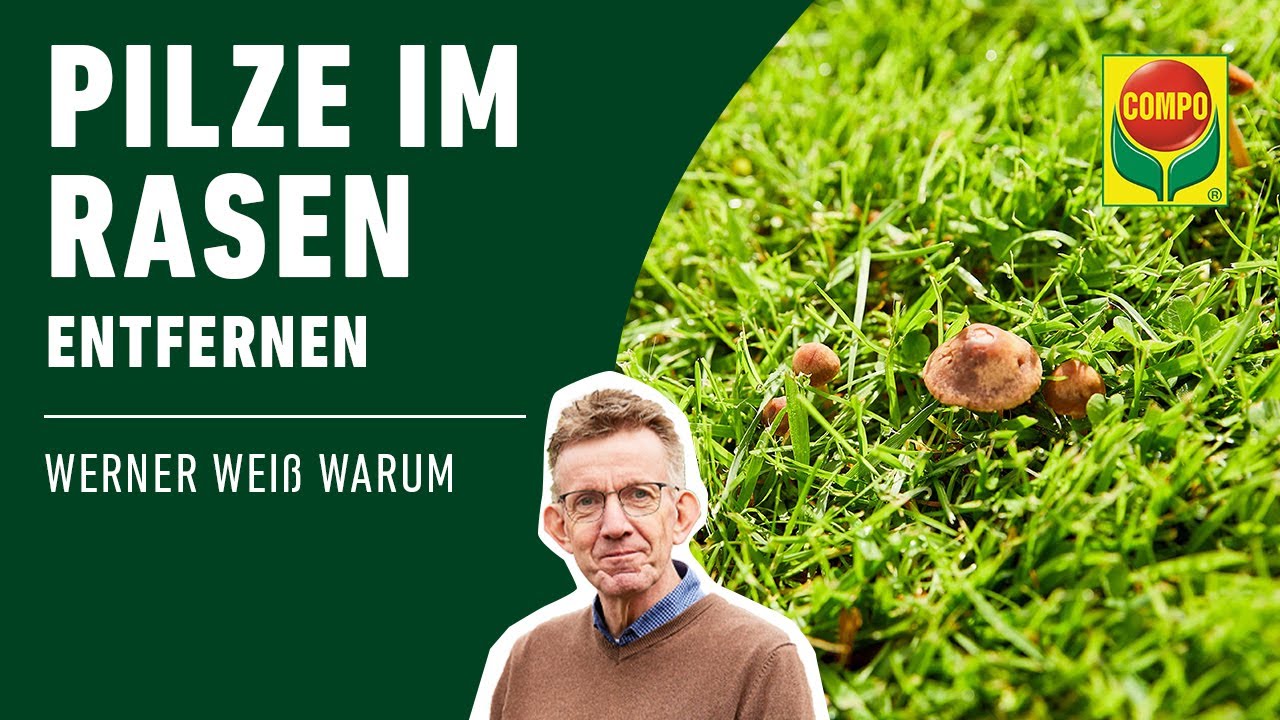 Pilze im Rasen bek&auml;mpfen | COMPO