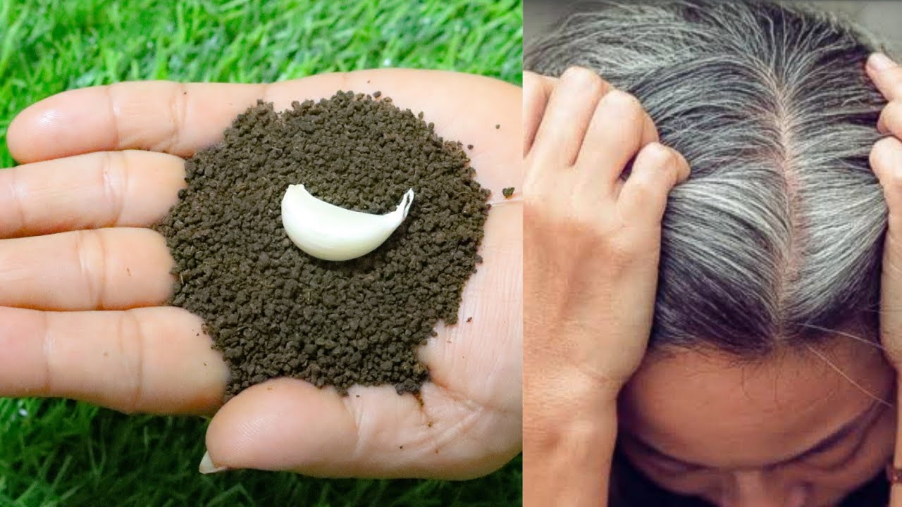 सफ़ेद बालों को हमेशा के लिए जड़ से इतना काला कर देगा ये जबरदस्त तरीका Turn White Hair to Black