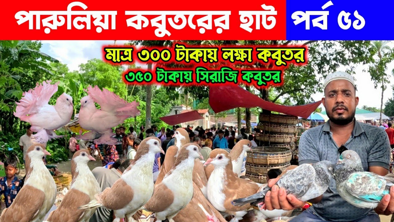 কম দামে কবুতর কিনুন পারুলিয়া কবুতর হাট থেকে || kobutor hat 2025 || pigeon market in bangladesh