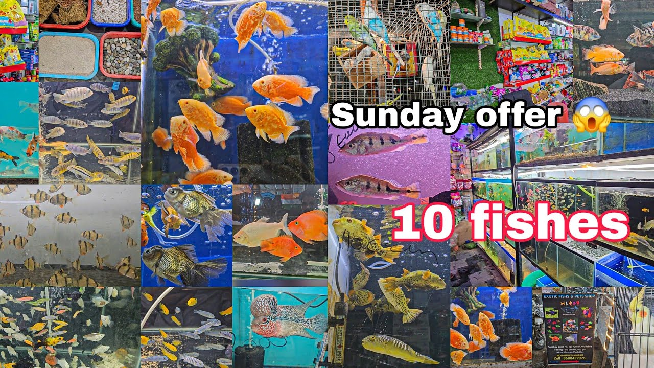 Exotic fishs and pets shop | Sunday offer | all accessories | food 