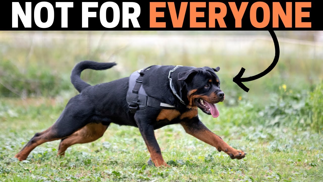 Why Many First-Time Rottweiler Owners FAIL!