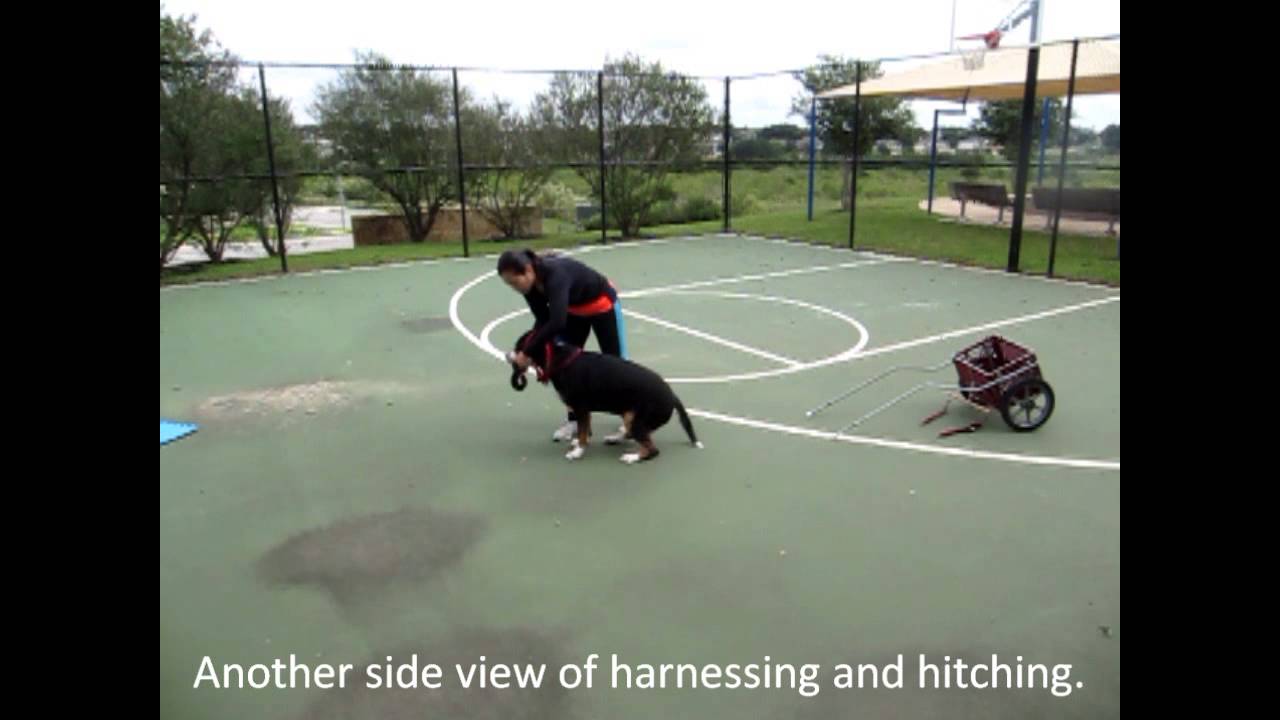 Harnessing and Hitching a Dog for a Draft Test