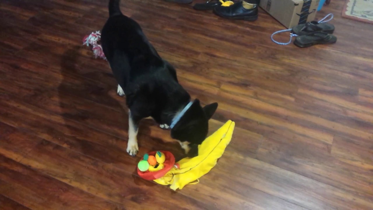 Derpy Corgi attacks banana