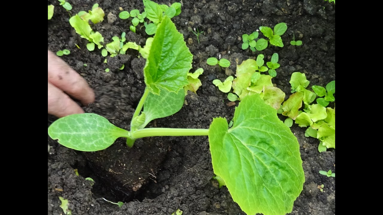 le 09/05/2020:Comment tailler les  concombres et plantation de courgette dans la serre
