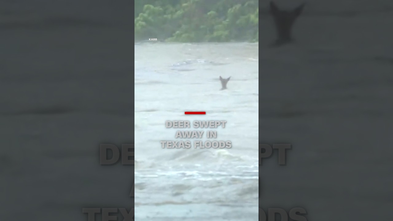 Deer swept away in Texas floods