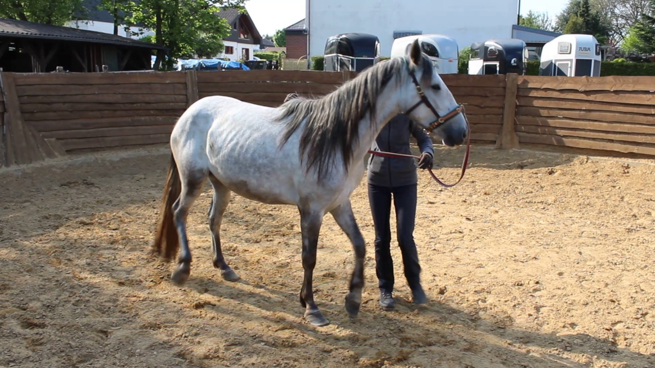 Mustang Makeover - 90 Tage mit einem Mustang (4)