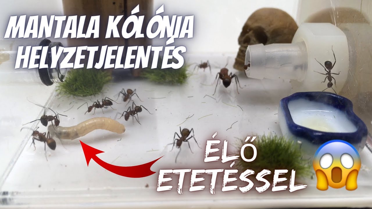 Hangyafalva - mANTala kolónia helyzetjelentés (+ élő etetés)