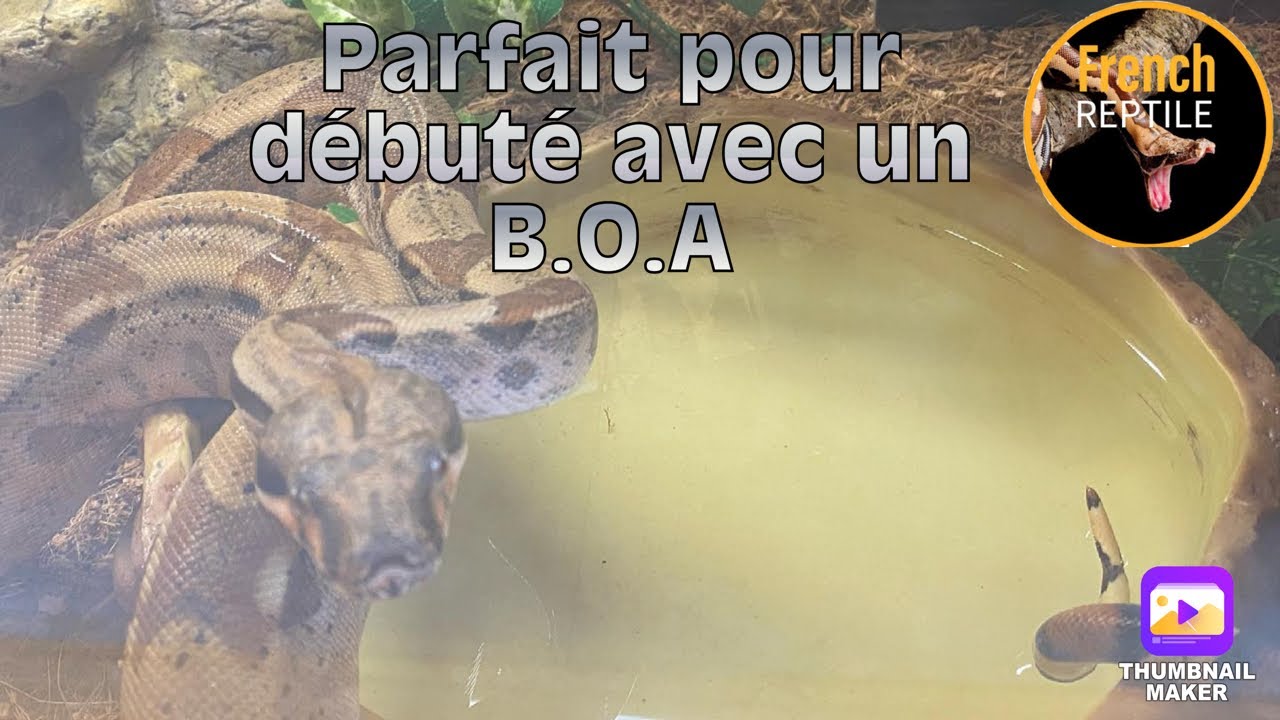 Un parfait serpent pour débuter le boa constrictor