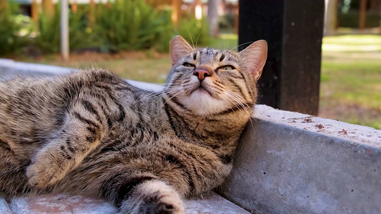 Compilation de chats 2H