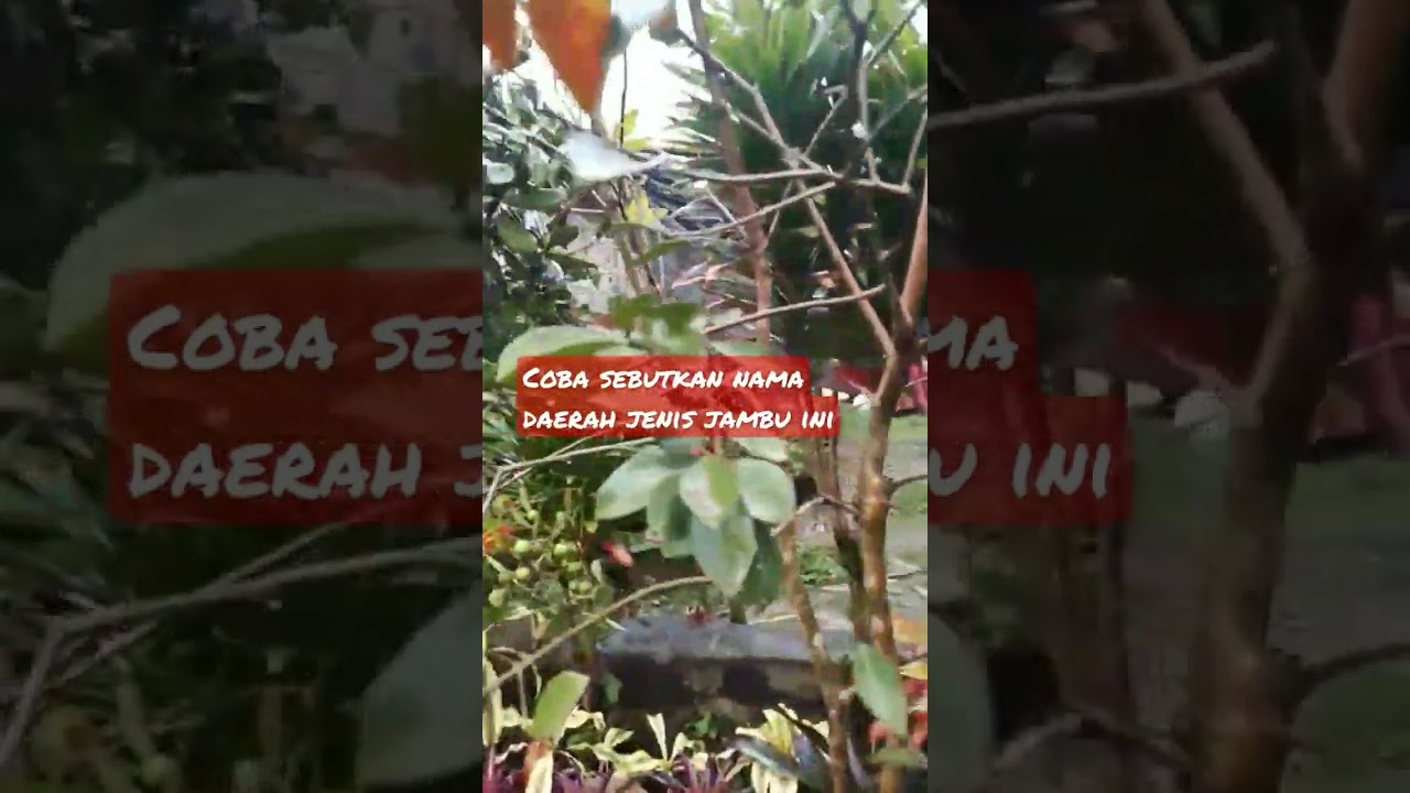 pohon jambu brazil manis banget #short #shorts #taman #tanamanhias #tanaman #tanamanhiasindoor