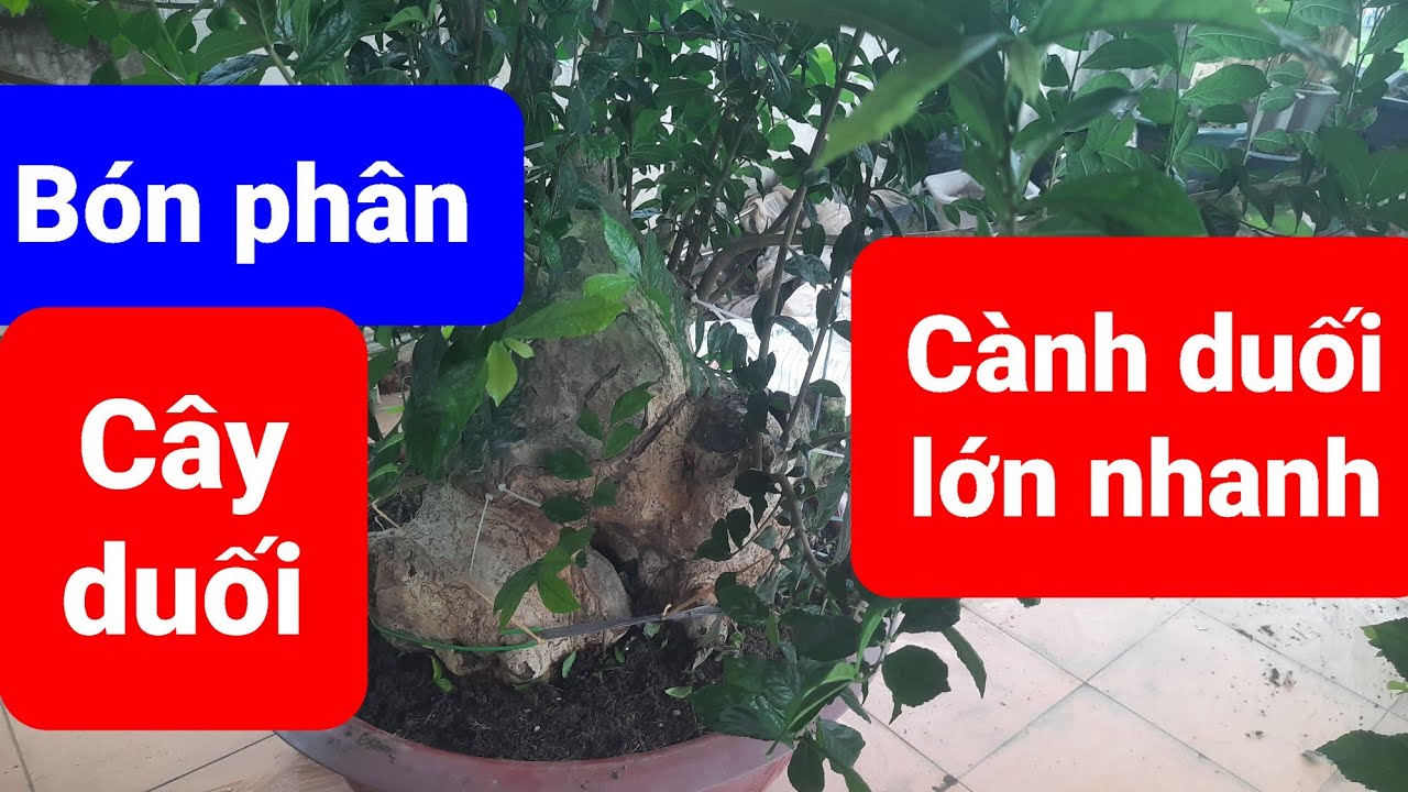 B&oacute;n ph&acirc;n cho c&acirc;y duối